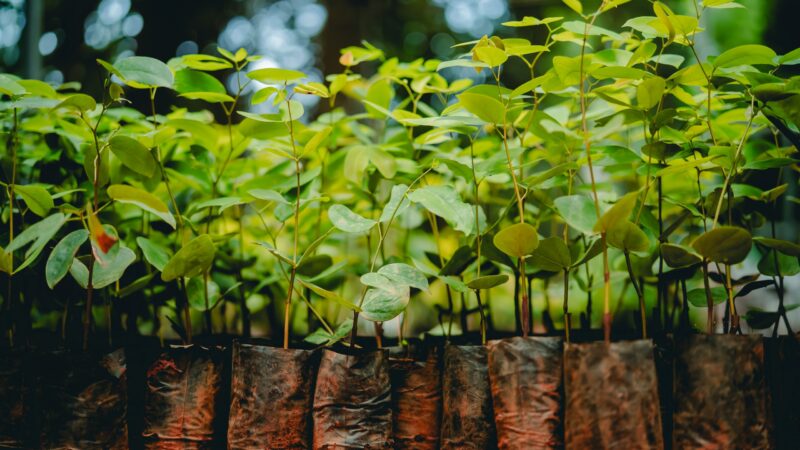 Prefeitura de Anápolis realiza edição do Projeto Troca Sustentável no dia 30 de dezembro.