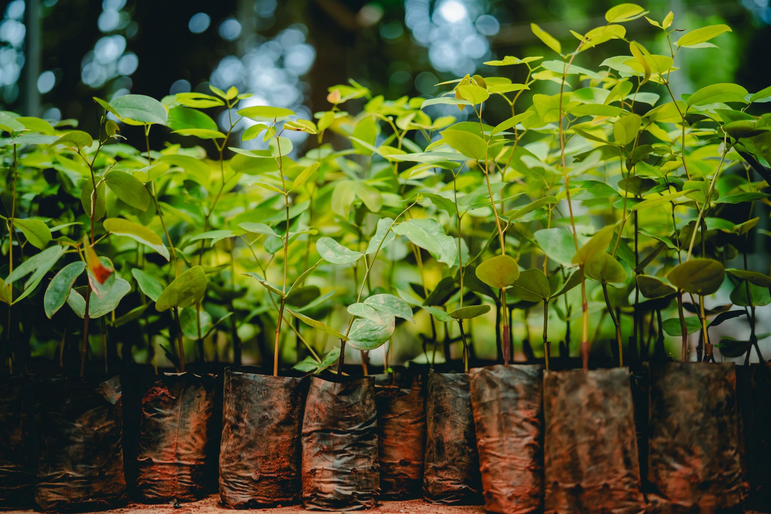 Prefeitura de Anápolis realiza edição do Projeto Troca Sustentável no dia 30 de dezembro.
