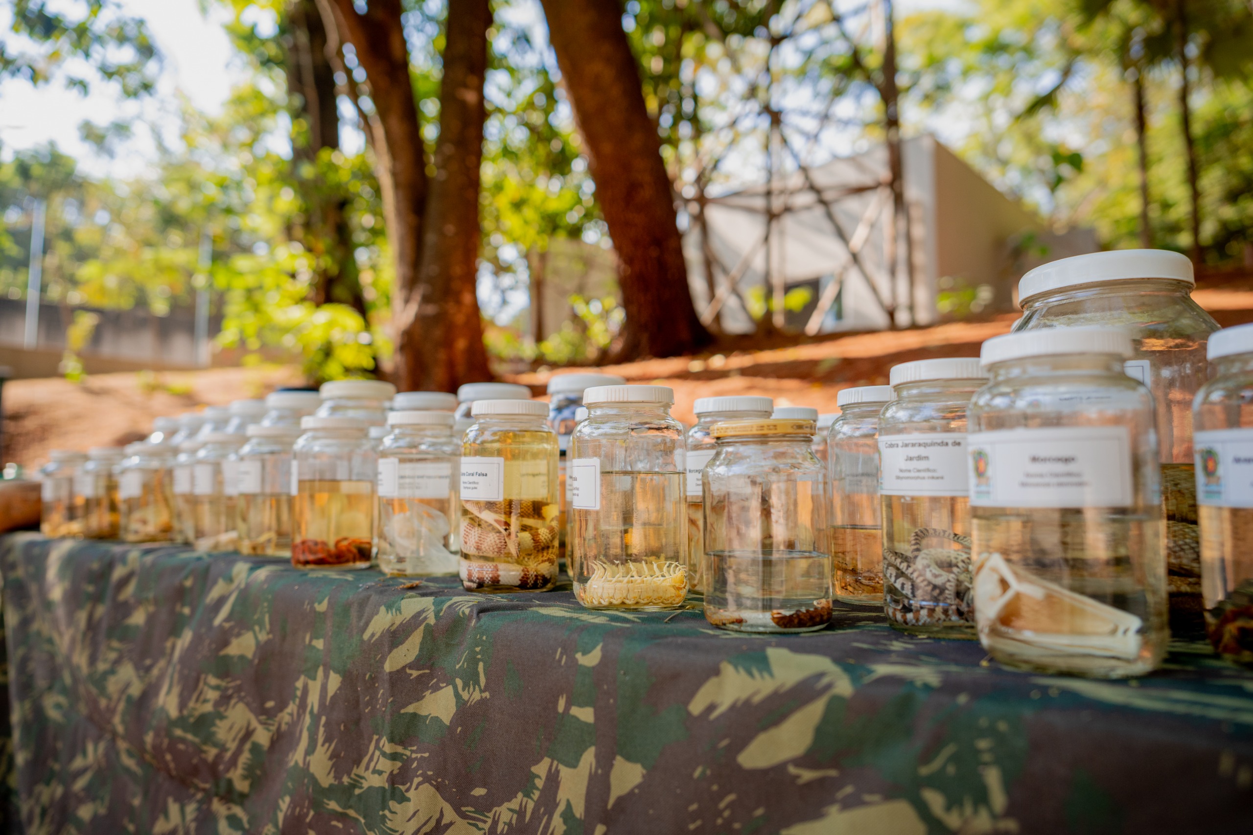 Escoteiros pediram e Zoonoses de Anápolis atendeu: grupo irá receber treinamento sobre animais peçonhentos.