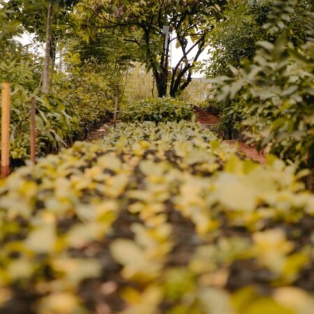 Dia da Árvore terá doação de mudas frutíferas no Parque Ipiranga nesta segunda (21)
