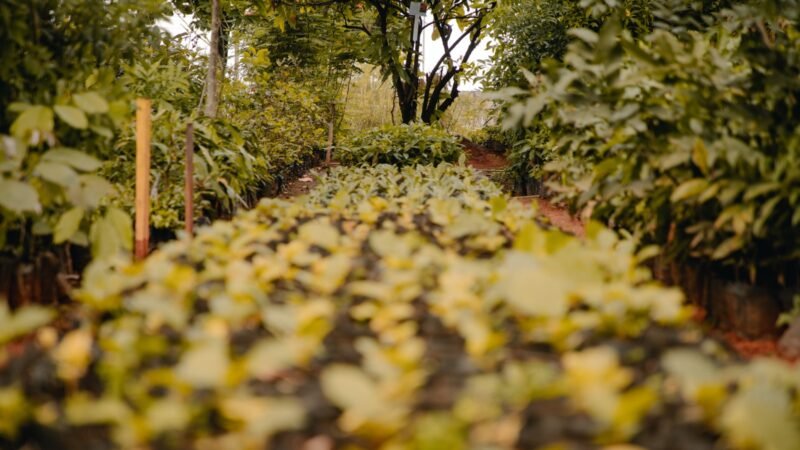 Dia da Árvore terá doação de mudas frutíferas no Parque Ipiranga nesta segunda (21)